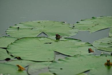 国外博主曝光Switch 2 3D打印模型 新增按键屏幕超大